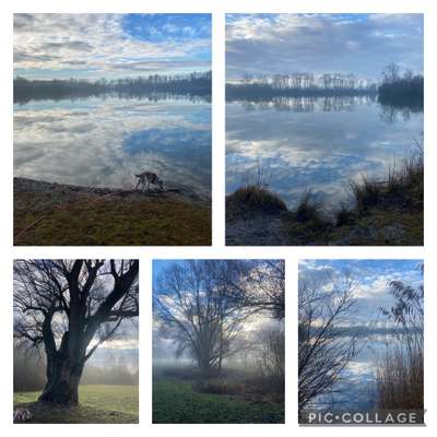 Die wunderschöne Welt mit Hund.-Beitrag-Bild