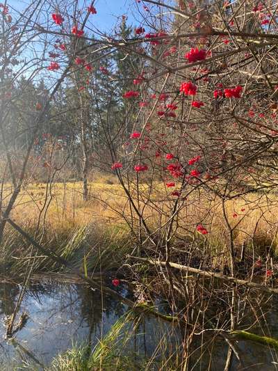 Die wunderschöne Welt mit Hund.-Beitrag-Bild