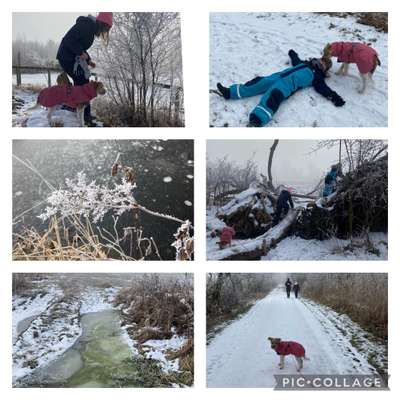 Die wunderschöne Welt mit Hund.-Beitrag-Bild