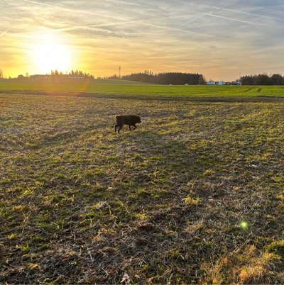 Hundetreffen-Gemeinsame Gassi- und Spielerunden-Bild