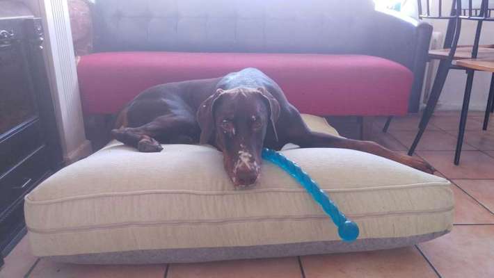 Entfärbung der Hundenase-Beitrag-Bild