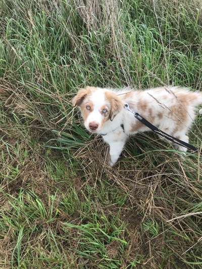 Hundetreffen-Gassirunde und gemeinsam spielen-Bild