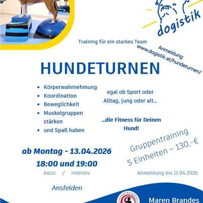 Giftköder-Hundeturnen - Bewegungstraining-Bild