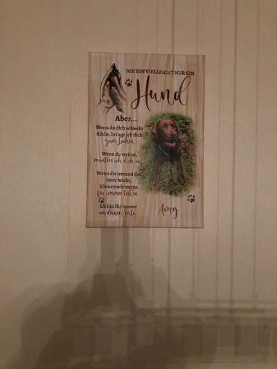 Hundesprüche-Beitrag-Bild