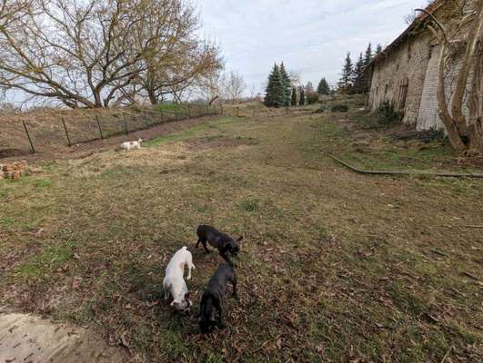 Hundetreffen-Sozialisierung-Bild