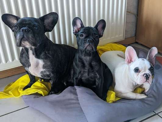 Französische Bulldoggen-Beitrag-Bild