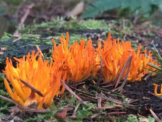 Die wunderschöne Welt mit Hund.-Beitrag-Bild