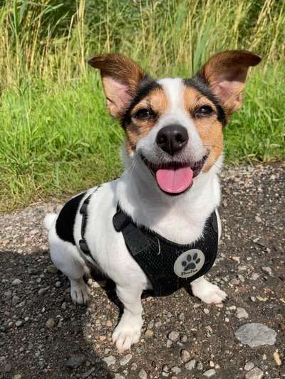 Fotochallenge Nr. 59 - Mein Hund zeigt die Zunge-Beitrag-Bild