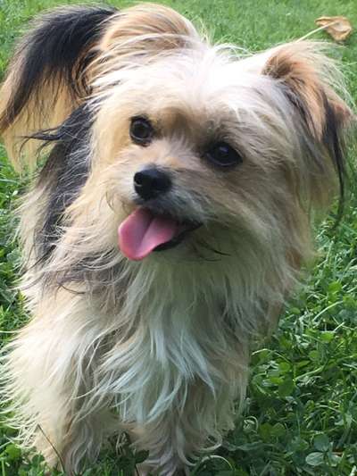 Fotochallenge Nr. 59 - Mein Hund zeigt die Zunge-Beitrag-Bild