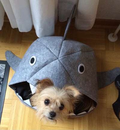 Hund"kreativ" in Szene gesetzt, Fotobomb u.a.-Beitrag-Bild