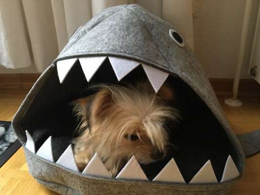 Hier ist der Spaßthread. Zum Schmunzeln und Kaputtlachen-Beitrag-Bild