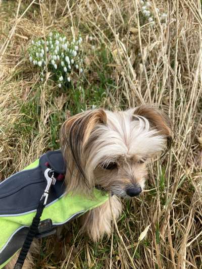 Dogorama Photo Challenge - Der Frühling kommt-Beitrag-Bild