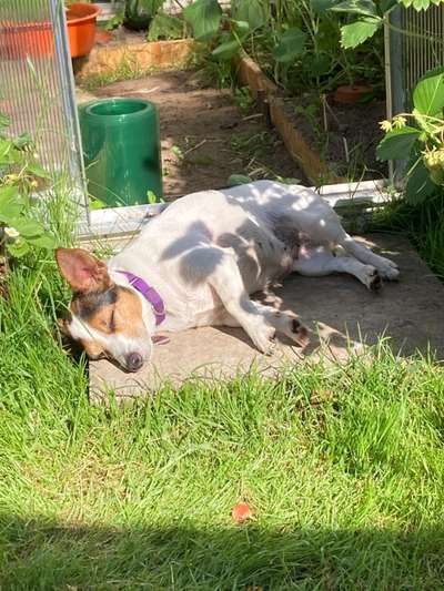 Die Dogorama Kalender Challenge 4/4-Beitrag-Bild