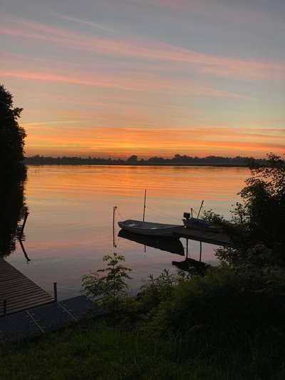 Die wunderschöne Welt mit Hund.-Beitrag-Bild