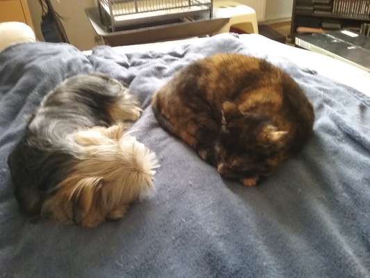 Fotochallenge Nr. 51 "Euer Hund mit anderen Tieren"-Beitrag-Bild