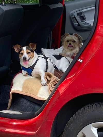 Die Dogorama Wochen Challenge-Beitrag-Bild