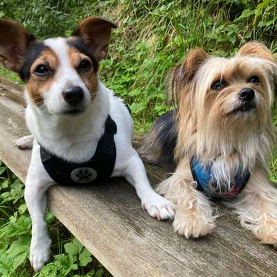 Hundetreffen-Suche souveräne Hunde für sozial Walk-Bild