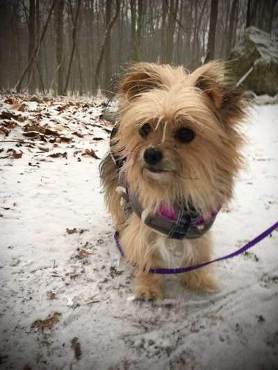 Dogorama Photo Challenge - Es wird nochmal kalt!-Beitrag-Bild