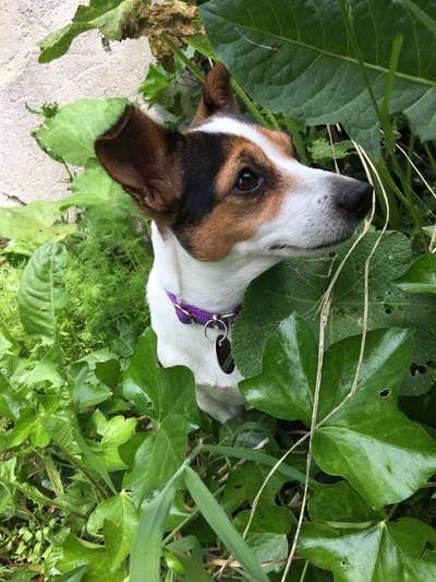 Die Dogorama Kalender Challenge Titelbild-Beitrag-Bild