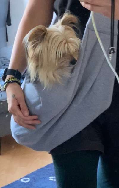 Bauchtrage-Beitrag-Bild