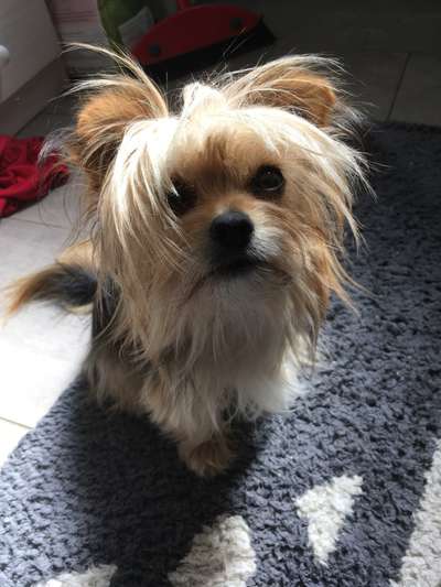 Zeige das lustigste Bild eures Hundis-Beitrag-Bild