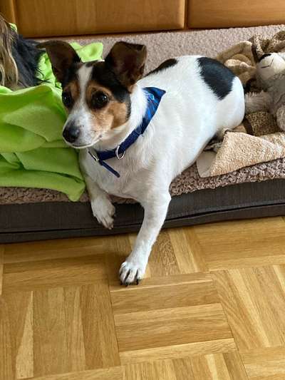 Wo sind die Jack und Parson Russell Terrier?-Beitrag-Bild