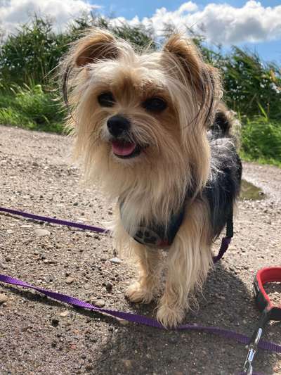 Biewer Yorkshire Terrier-Beitrag-Bild