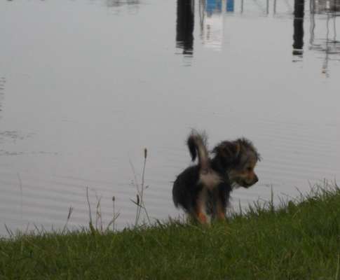 Dogorama-Monats-Challenge-Mai "Wasser"-Beitrag-Bild