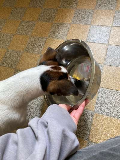 Heute gibt es.....der "ich mach die Leckerlis-Selber-Thread"-Beitrag-Bild