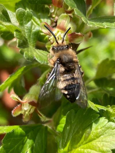 Die wunderschöne Welt mit Hund.-Beitrag-Bild