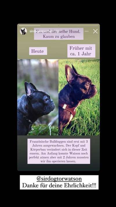 Brachycephale Hunderassen-Beitrag-Bild