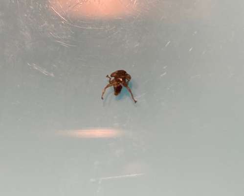 Hirschlausfliege-Beitrag-Bild