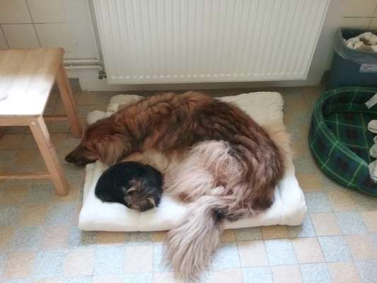 Welpen Bilder !-Beitrag-Bild