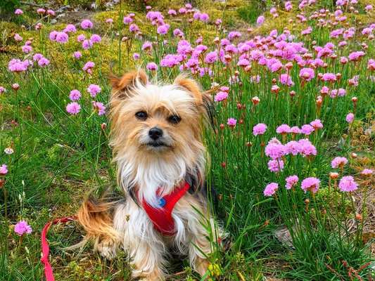 Die Dogorama Kalender Challenge Teil 3/4-Beitrag-Bild