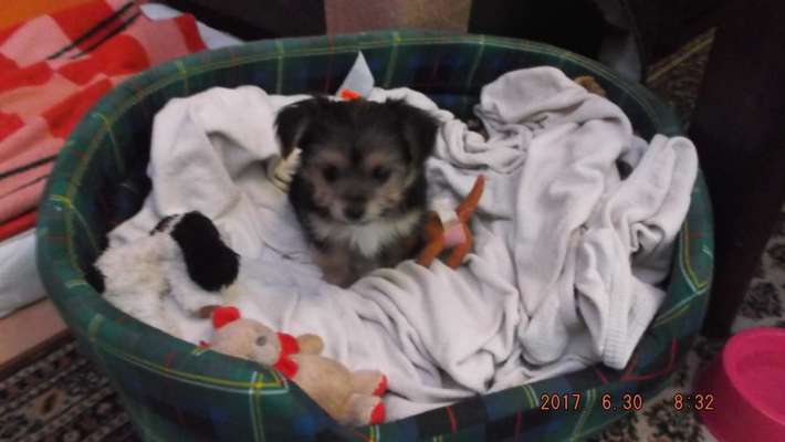 Welpen Bilder !-Beitrag-Bild