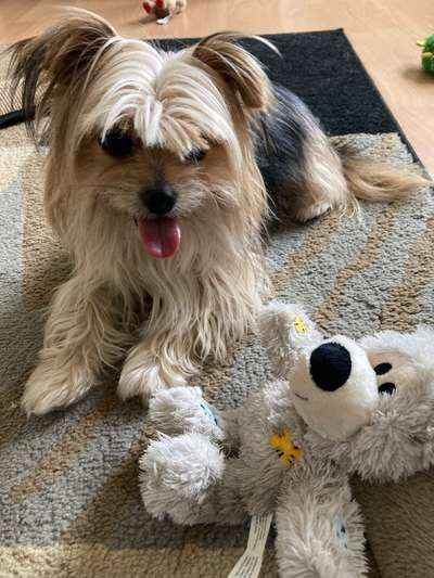 Hier ist der Spaßthread. Zum Schmunzeln und Kaputtlachen-Beitrag-Bild