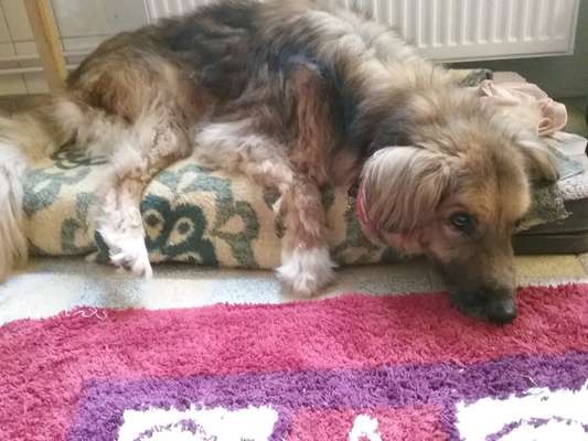 Fotochallenge Nr. 56 - geliebte Senioren-Beitrag-Bild