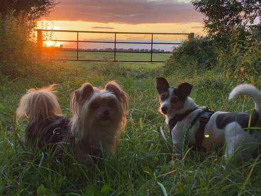 Die wunderschöne Welt mit Hund.-Beitrag-Bild