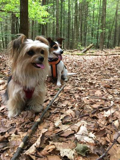 Wald Bild-Beitrag-Bild