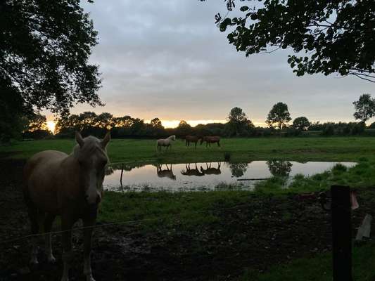 Die wunderschöne Welt mit Hund.-Beitrag-Bild