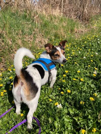 Dogorama Photo Challenge - Der Frühling kommt-Beitrag-Bild