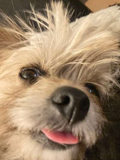 Zeigt her eure Hundenasen-Beitrag-Bild