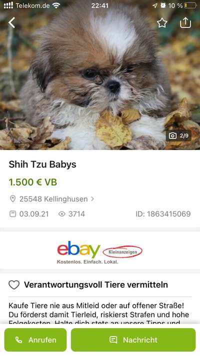 Brachycephale Hunderassen-Beitrag-Bild