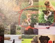 Zeig deinen Hund in der Kalender-Collage-Beitrag-Bild