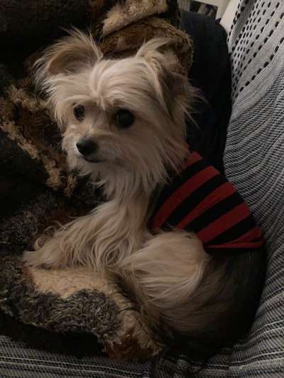 Die Dogorama Wochen Challenge-Beitrag-Bild