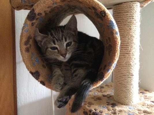 Hier ist der Spaßthread. Zum Schmunzeln und Kaputtlachen-Beitrag-Bild