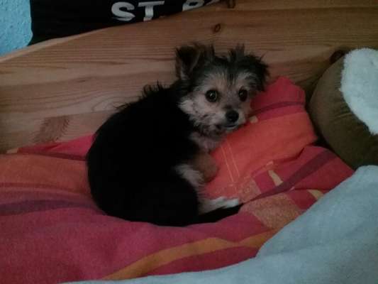 Biewer Yorkshire Terrier-Beitrag-Bild