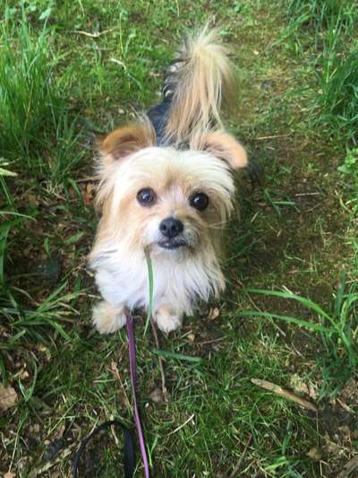 Die Dogorama Monats Challenge "Es grünt und blüht"-Beitrag-Bild