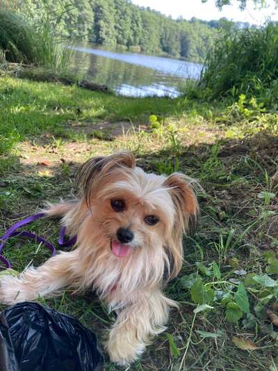 Die Dogorama Wochen Challenge: “Dein Hund im Urlaub”-Beitrag-Bild