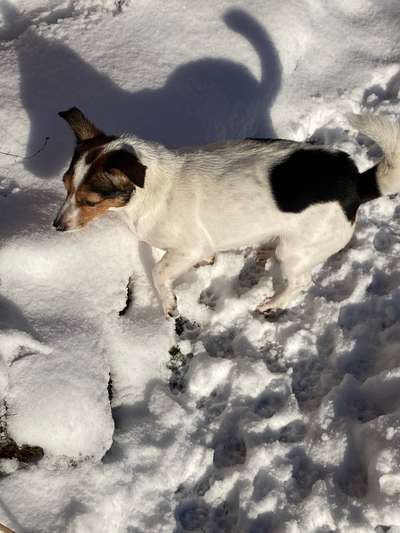 Fotochallenge 61 ~ Schnee-Beitrag-Bild